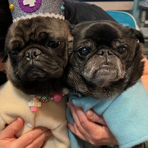 Meet your Posher, Nadine